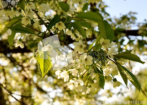 Image of Cherry blossom