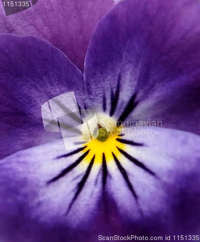 Image of Pansy detail