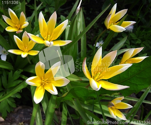 Image of Tulipa tarda