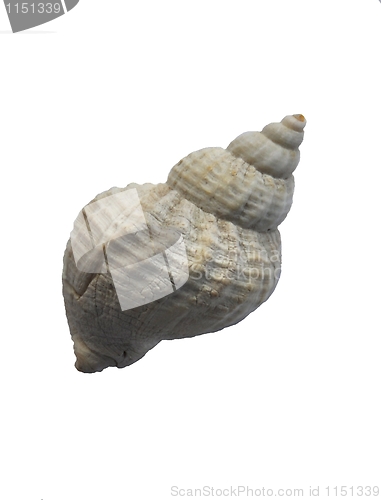 Image of Buccinum undatum