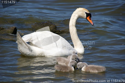 Image of White swans 