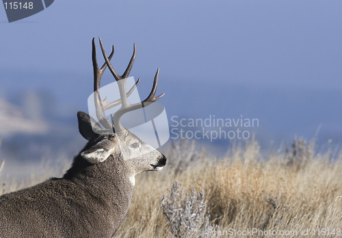 Image of City buck