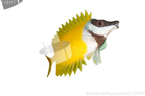 Image of Fox face fish