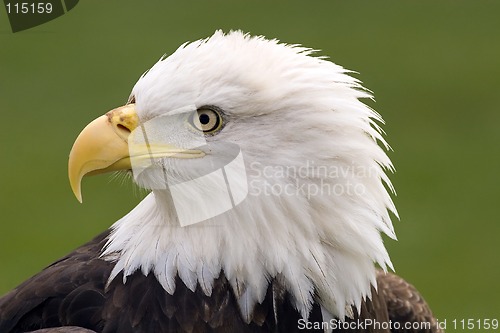 Image of Eagle