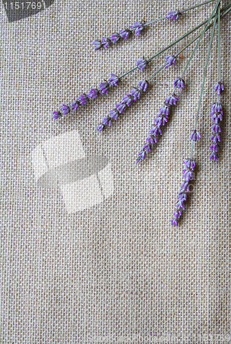 Image of Bunch of lavender flowers on sackcloth background 