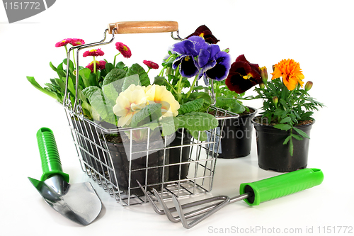 Image of Flower Shopping