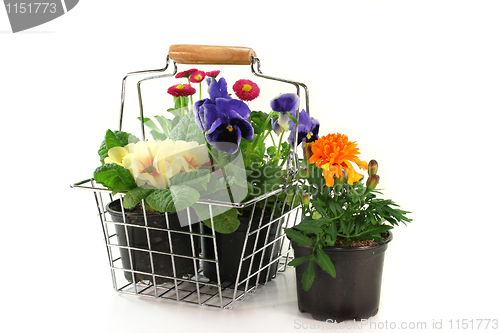 Image of Flower Shopping