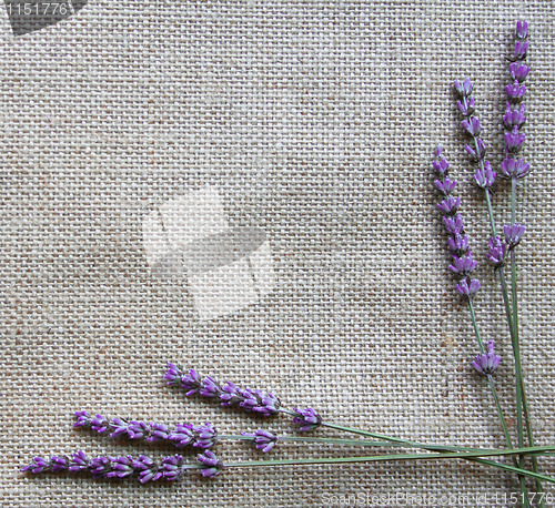 Image of Lavender flowers on sackcloth background