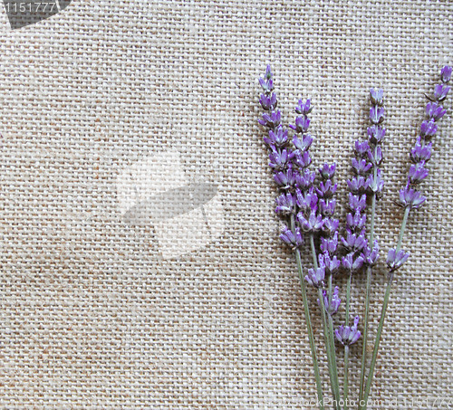 Image of Bunch of lilac lavender flowers on sackcloth 