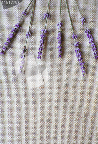 Image of Bunch of lavender flowers on sackcloth 