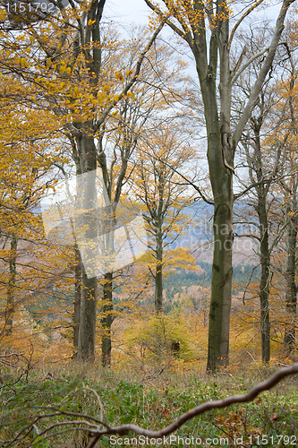 Image of forest in the Harz