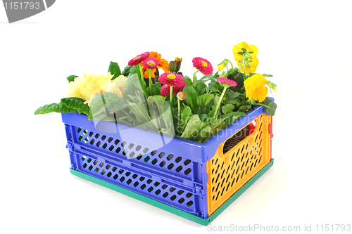 Image of Balcony plants in a folding box