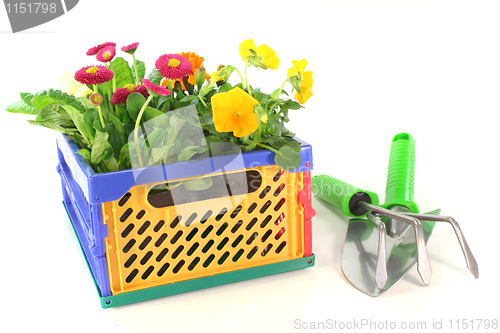 Image of Balcony plants in a folding box