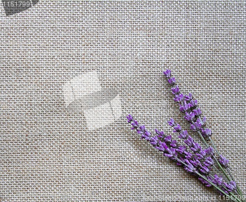 Image of Lavender flowers on sackcloth background