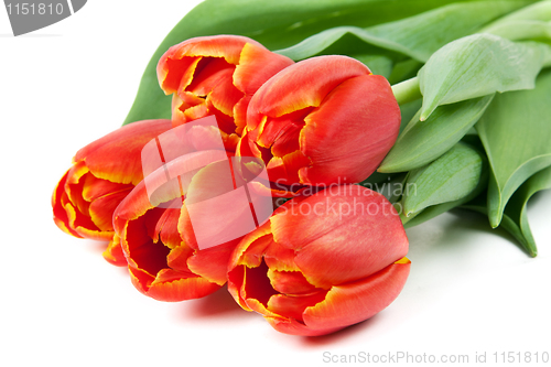 Image of bouquet of red tulips