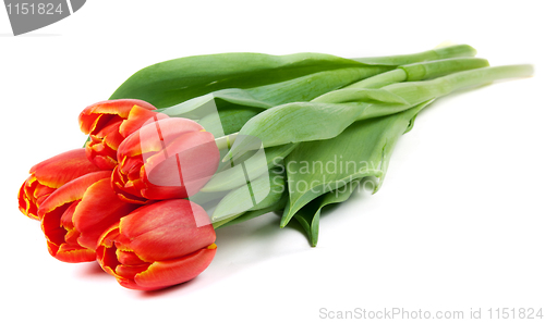 Image of bouquet of red tulips