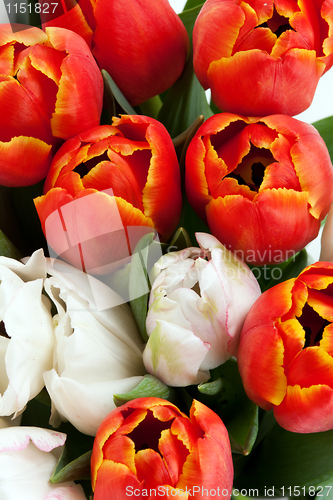 Image of red and white tulips