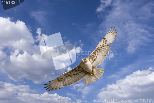 Image of Hawk flight