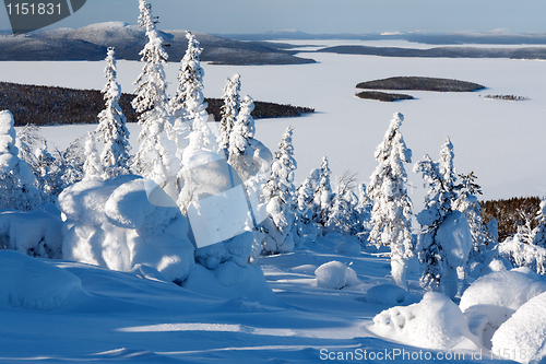 Image of trees in the snow