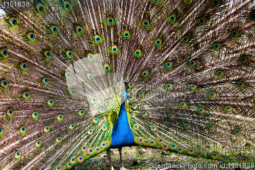 Image of Peacock