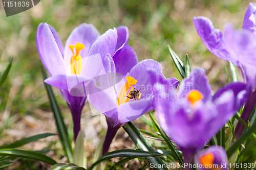 Image of Bee on a flower