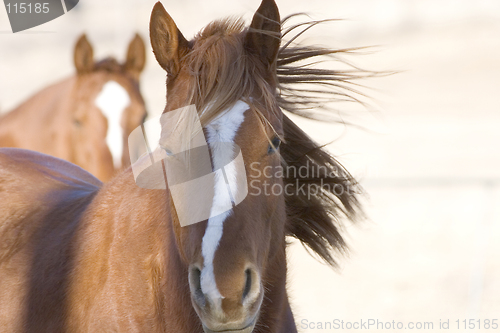 Image of Horses