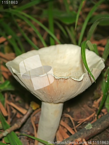 Image of Wild mushroom genus of champignons