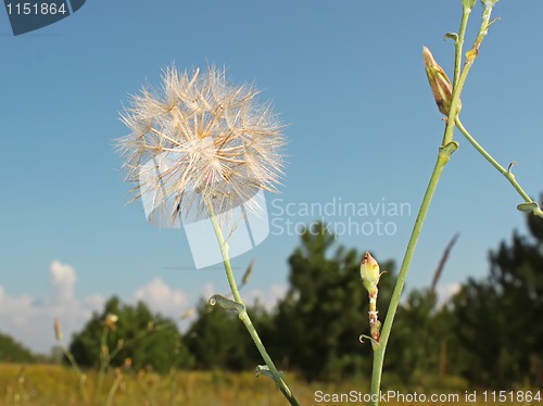 Image of Inflorescence with seed