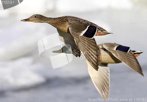 Image of Ducks in flight