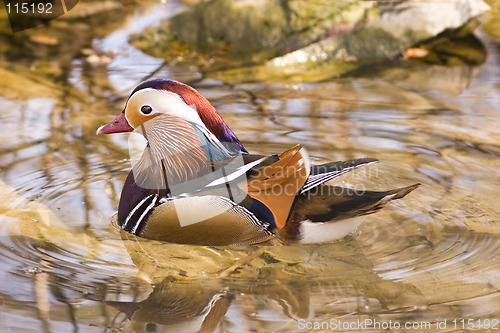 Image of Mandarin duck