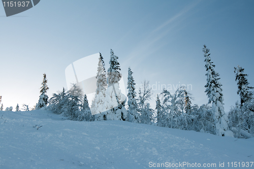 Image of trees in the snow