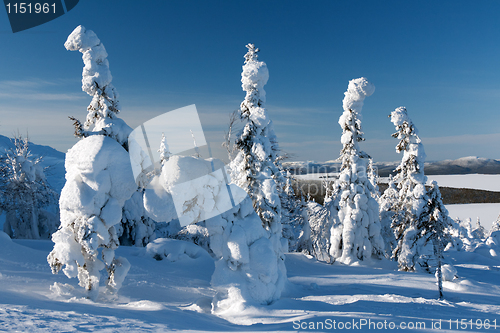 Image of trees in the snow