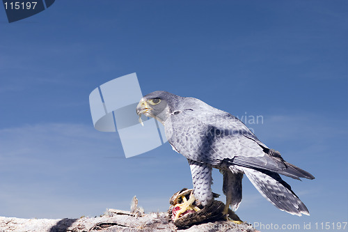 Image of Peregrine Falcon