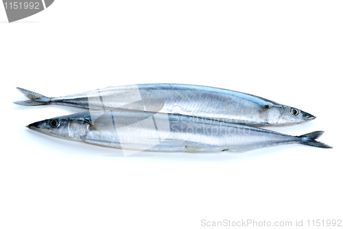 Image of Two fresh pacific saury fishes