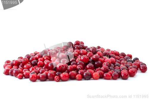 Image of Pile of ripe cranberries