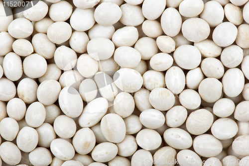 Image of Round white haricot beans