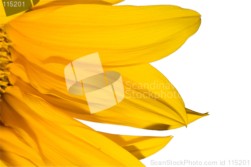 Image of Sunflower