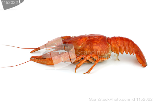 Image of Boiled crawfish