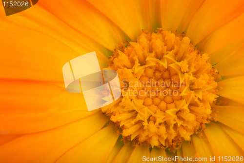 Image of Close-up shot of orange calendula flower