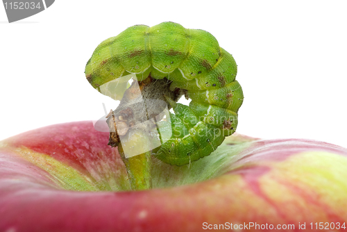 Image of Green caterpillar on the red apple