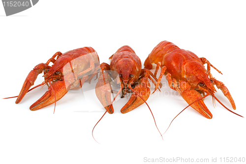 Image of Three boiled crawfishes