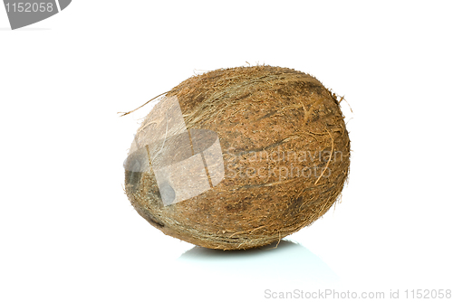 Image of Single coconut