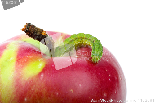 Image of Big green worm crawling over red apple