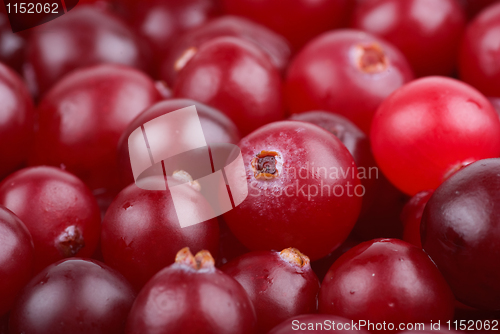 Image of Some cranberries close-up. 