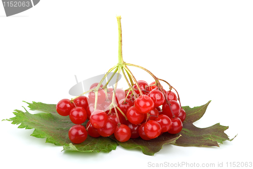 Image of Viburnum berries and leaves