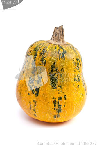 Image of Pumpkin