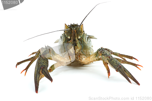 Image of Crawfish portrait