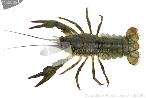 Image of Crawfish. View from above