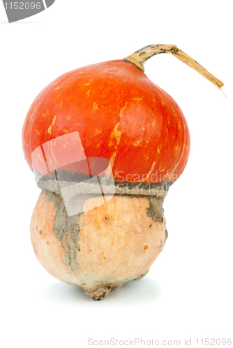 Image of Turban gourd