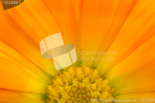 Image of Calendular sun